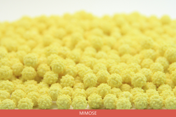 mimose-ambrosio